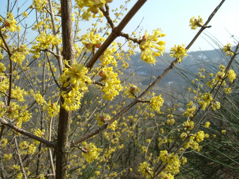 Cornus mas / Corniolo maschio